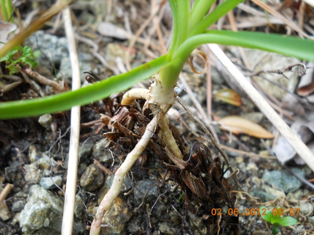 Anthericum liliago / Lilioasfodelo maggiore